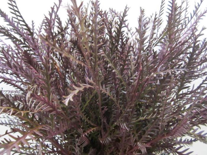 <h4>Ivanhoe Aubergine</h4>