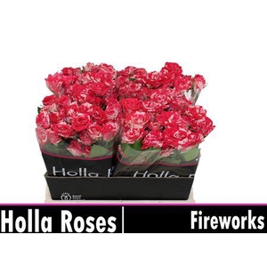 R Tr Fireworks