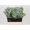 Oxypetalum Tweedia Blue