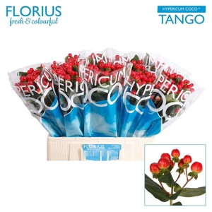 Hyp Coco Tango Red