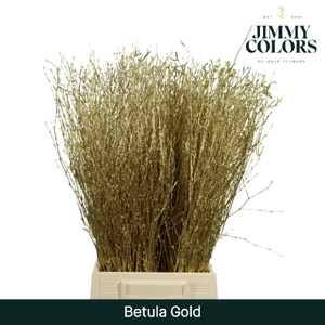 Betula L60 Mtlc. Gold