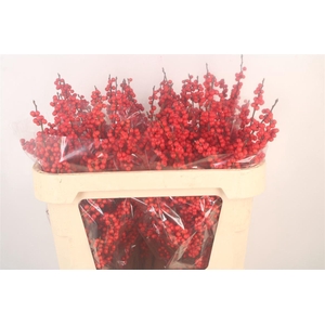 Ilex Verticilata Red X30
