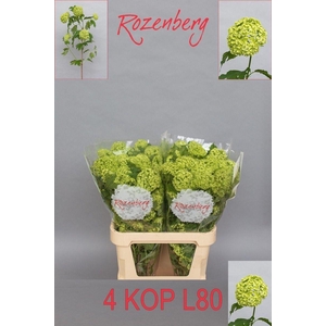 VIBURNUM ROSEUM ST