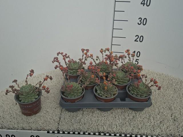 <h4>ECHEV DONDO</h4>