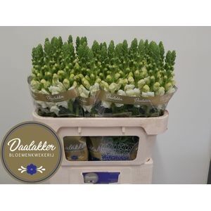 <h4>Antir Avignon White Daalakker</h4>