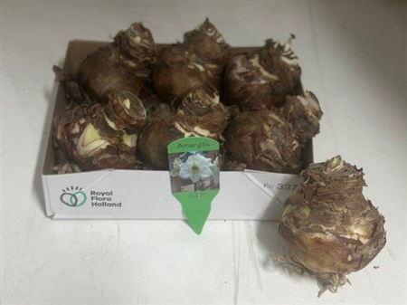 <h4>Bloembol Hippeastrum</h4>