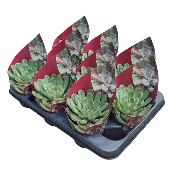 <h4>ECHEVERIA PULIDONIS - POT Ø 10,5 WITH POTCOVER (SUCCULENTEN</h4>