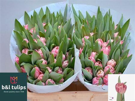 <h4>Tu Du Endless Love</h4>