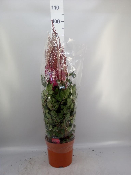 <h4>Astilbe   ...</h4>