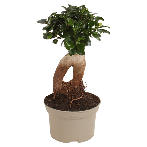 <h4>Ficus m. Ginseng pot ø15cm Carbon Free pot</h4>