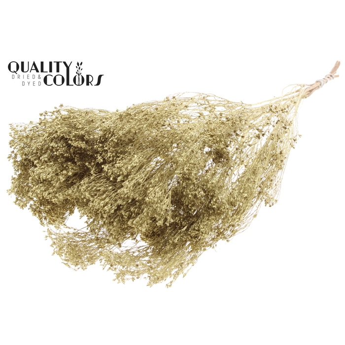 <h4>Broom Bloom p/bunch in poly Gold</h4>