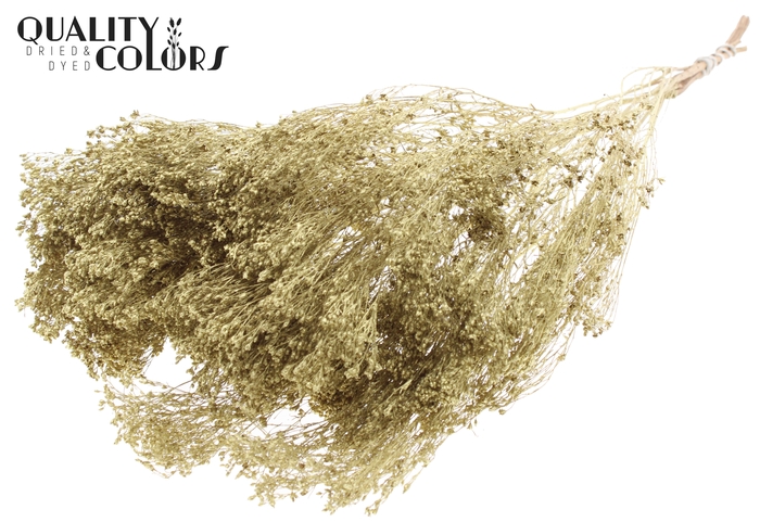<h4>Broom Bloom p/bunch in poly Gold</h4>