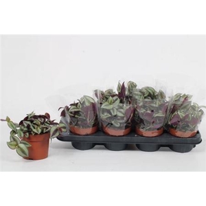 Tradescantia zebrina 'Violet Hill'