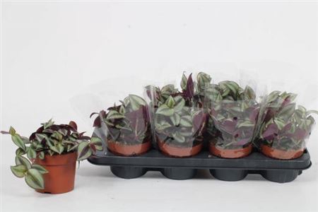 <h4>Tradescantia zebrina 'Violet Hill'</h4>