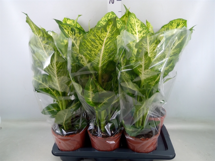 <h4>Dieffenbachia  'Mars'</h4>