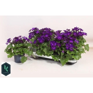 PERI C SEN DEEP BLUE