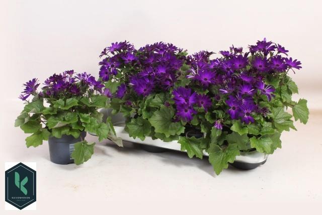 <h4>PERI C SEN DEEP BLUE</h4>