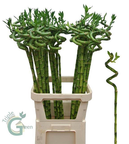 DRAC S LUCKY BAMBOO