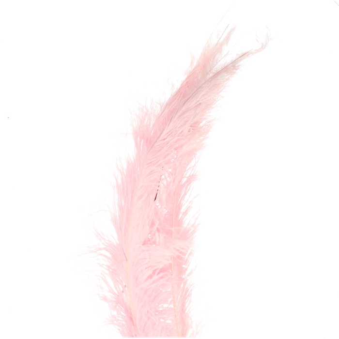 <h4>Feathers Ostrich 55cm x5</h4>