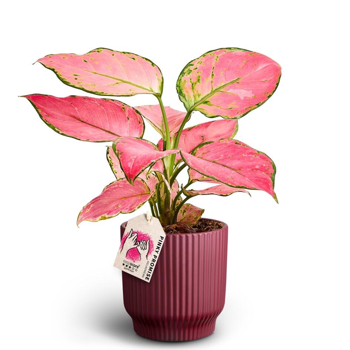 <h4>AGLAONEMA COMM. P12 Nordic aub</h4>