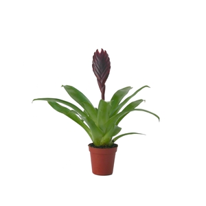 Vriesea Cathy