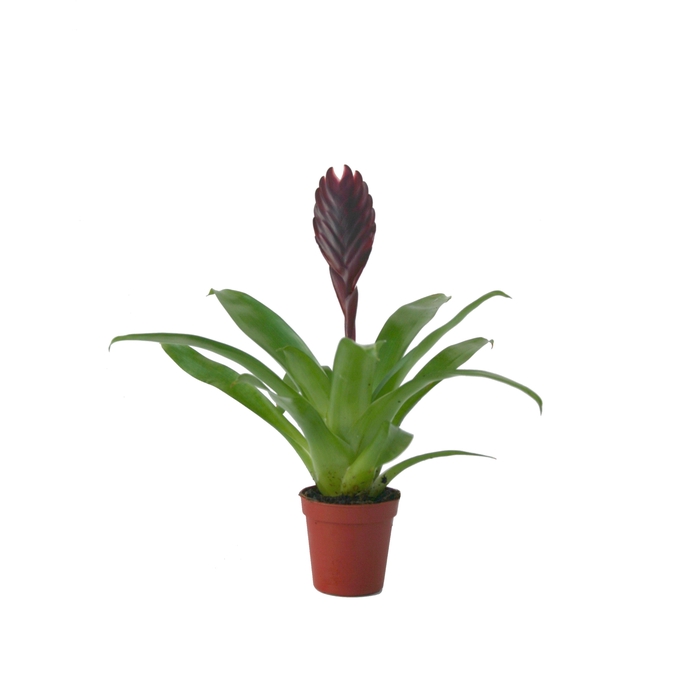 <h4>Vriesea Cathy</h4>