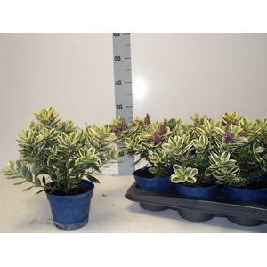 HEBE AND VARIEGATA