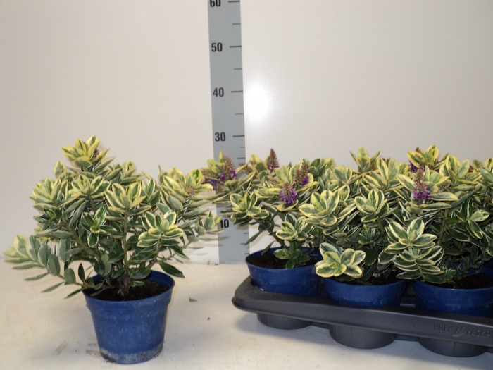 <h4>HEBE AND VARIEGATA</h4>