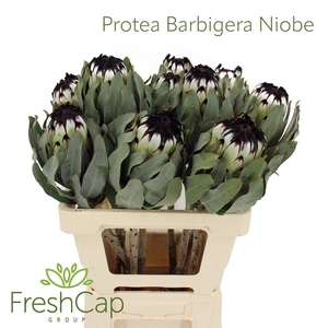 Protea Barbigera Niobe
