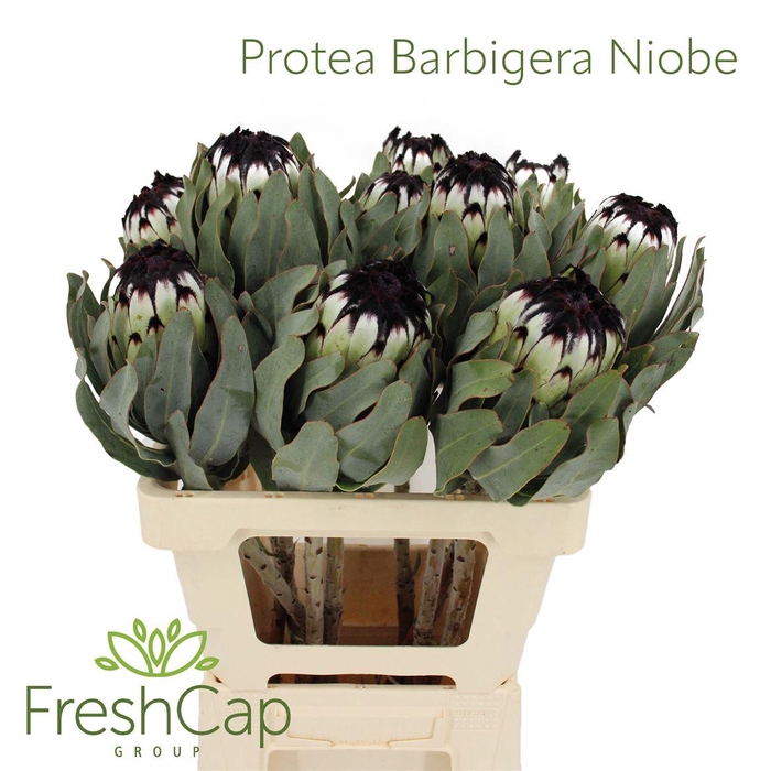 <h4>Protea Barbigera Niobe</h4>