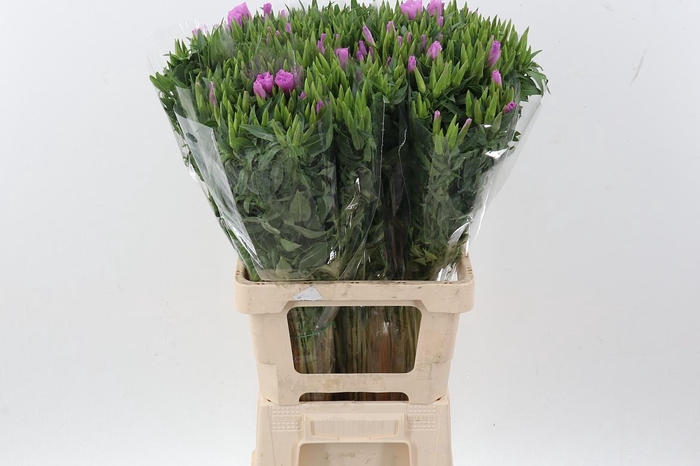 <h4>Clarkia Am Gr Lavend</h4>