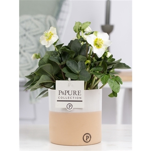 Helleborus n. Christmas Carol in Pure Rosy keramiek