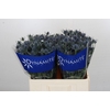 Eryngium Blue Dynamite