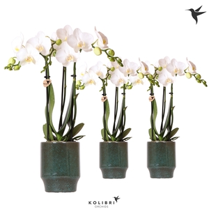 Kolibri Orchids Phalaenopsis white 3 spike in Classy pot green