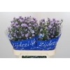 Aster Cassandra