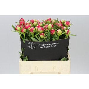 Paeonia Rhasberry Dream