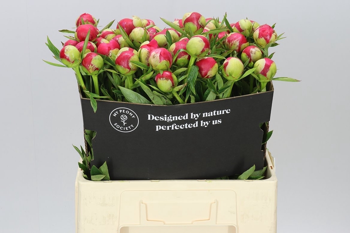 <h4>Paeonia Rhasberry Dream</h4>