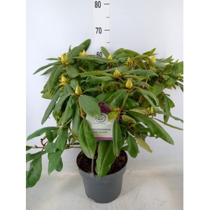 Rhododendron pon. 'Marcel Menar'