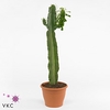 Euphorbia Candelabrum 17Ø 50cm