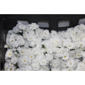 ASTER DOBRADO BRANCO