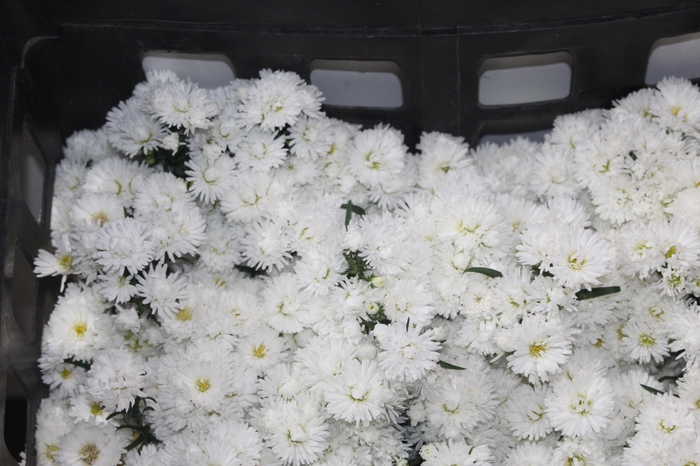 <h4>ASTER DOBRADO BRANCO</h4>