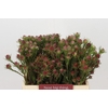Kaaps Groen Jubilee Crown Spray