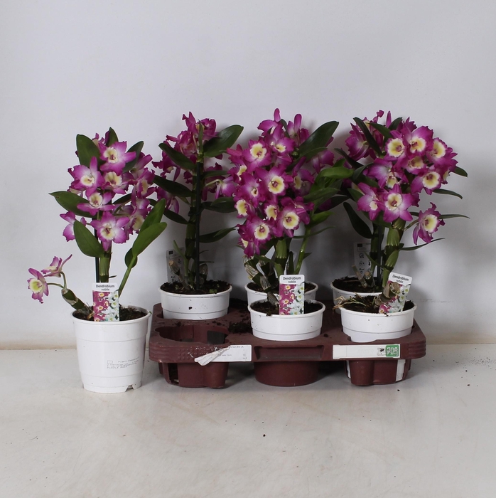 <h4>DEND NOBILE</h4>