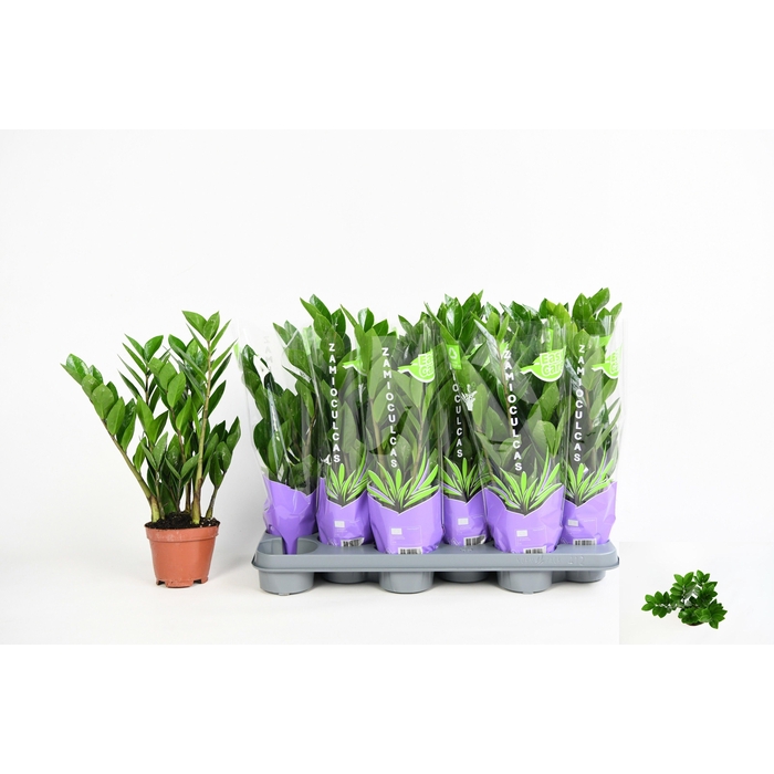 <h4>ZAMIO ZAMIIFOLIA</h4>