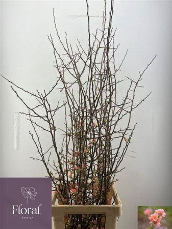 <h4>Chaenomeles Superba Dark 120cm</h4>