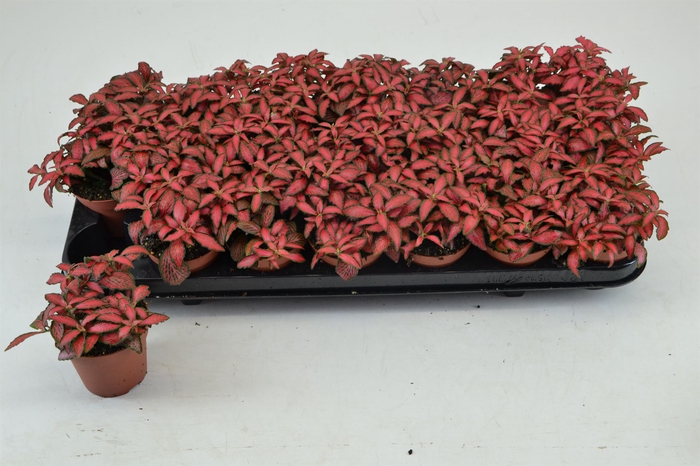 <h4>Fittonia verschaf. 'Forest Flame'</h4>