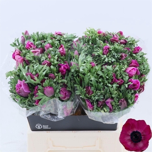 Anemone Galil Purper