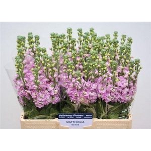MATTH MATHILDA PINK