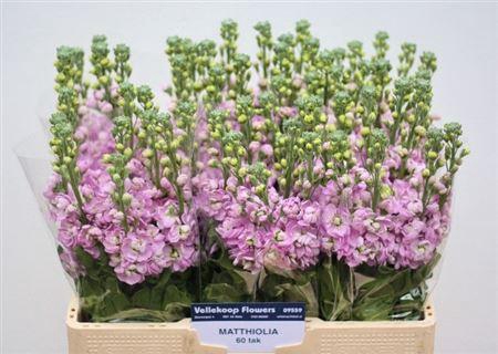 <h4>MATTH MATHILDA PINK</h4>