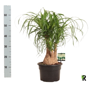 BEAUCARNEA RECUR
